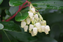 花散歩‐苺の木