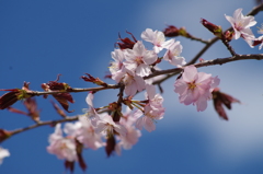 桜色・いろいろ7