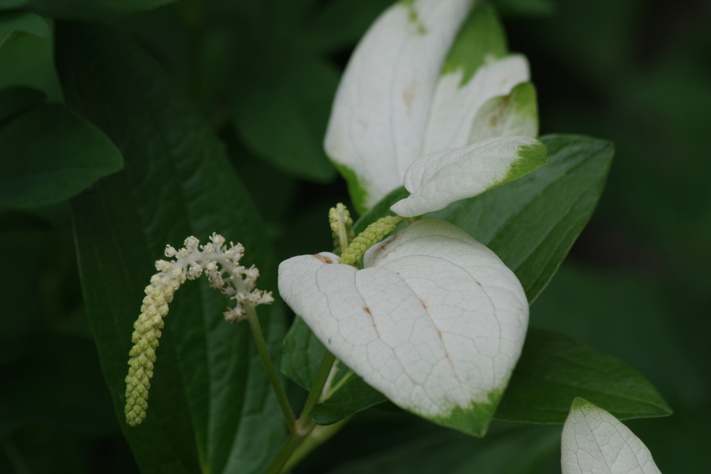 花散歩‐半夏生