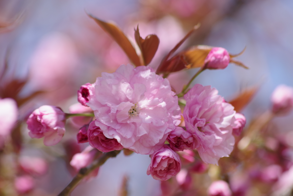 霞城の桜‐八重桜