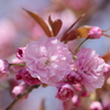 霞城の桜‐八重桜
