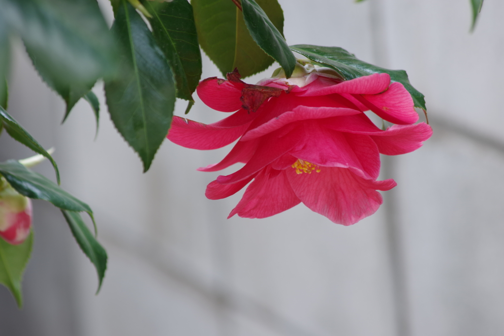 春を待つ心‐枝垂れた椿