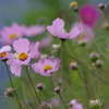花散歩‐コスモスゆらり