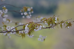 山桜-2