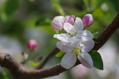 林檎の花-1