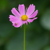 花散歩‐未だ秋には早いけど