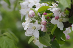 薄桃の林檎の花びらが風にゆれて。。