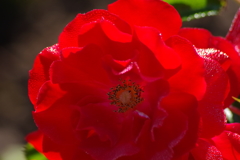 9/3 マイナーフェアー