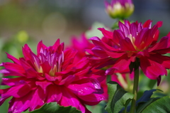 グレートサスケ