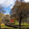 野草園の秋景色-九輪草の谷