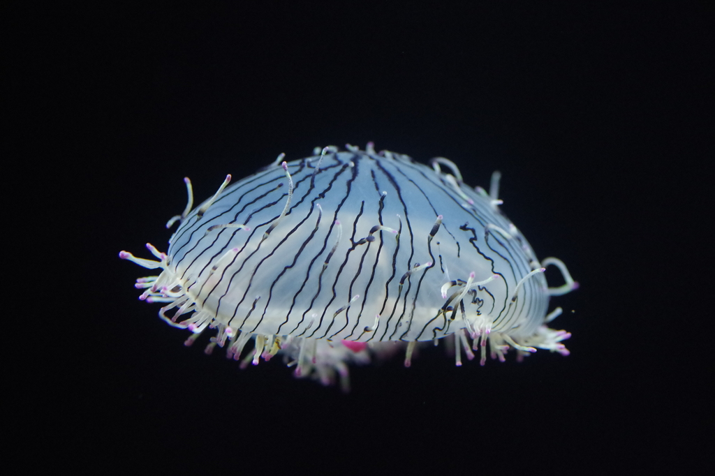 花笠クラゲ