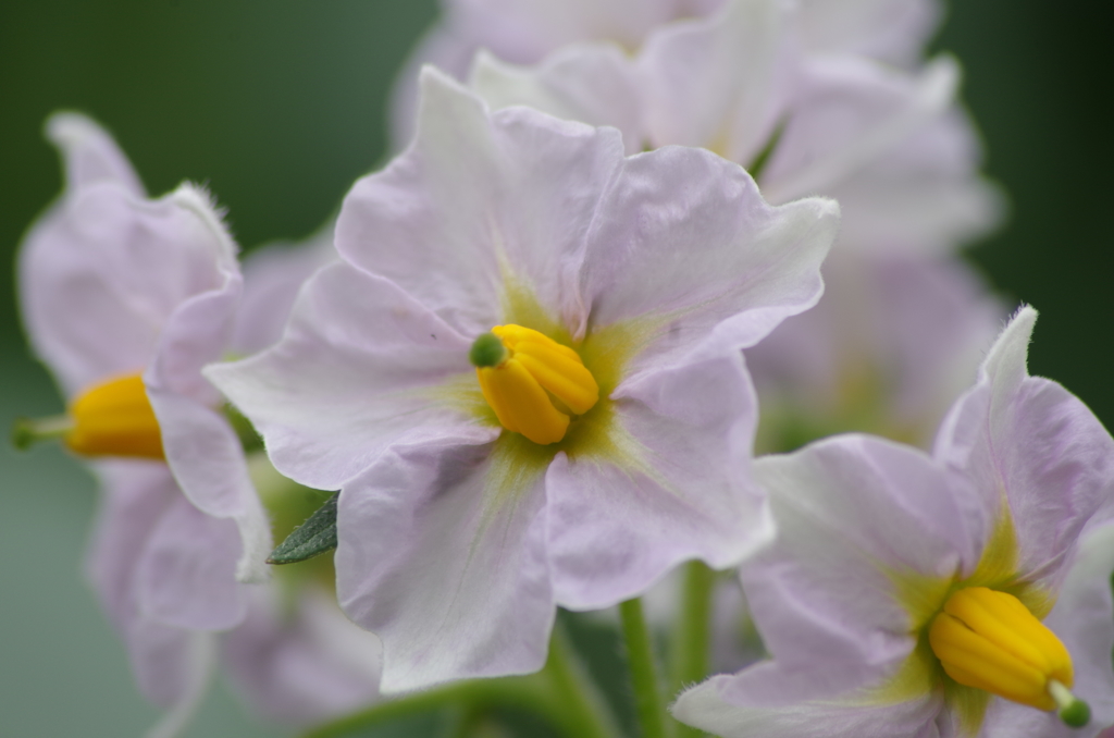男爵の花-2