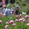 最後の芍薬祭り-1
