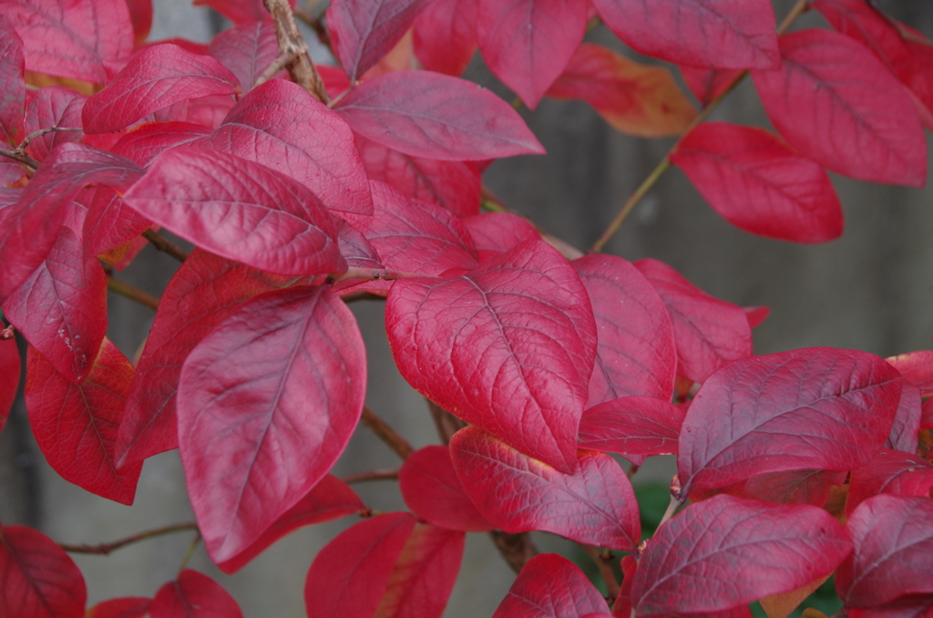家の周りで‐ブルーベリーの紅葉2