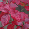 家の周りで‐ブルーベリーの紅葉2