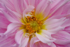 秋田のダリア-2017新作35