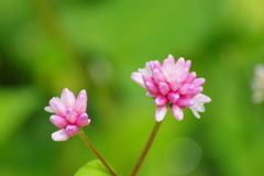 秋の野の花‐ミゾソバ２