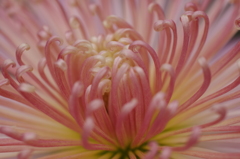 菊花スプラッシユ4