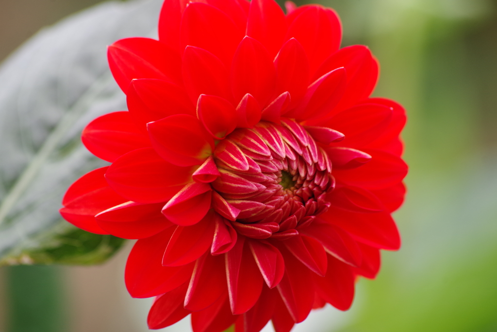 秋田のダリア-2017新作36