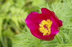 花散歩‐蕊に魅せられた赤い花