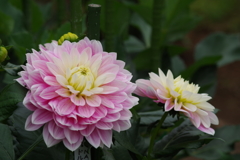 秋田のダリア-5