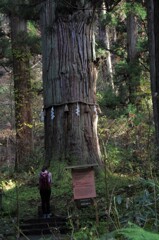 出羽三山神社₋爺杉