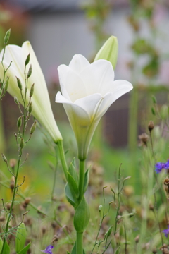 花散歩-百合