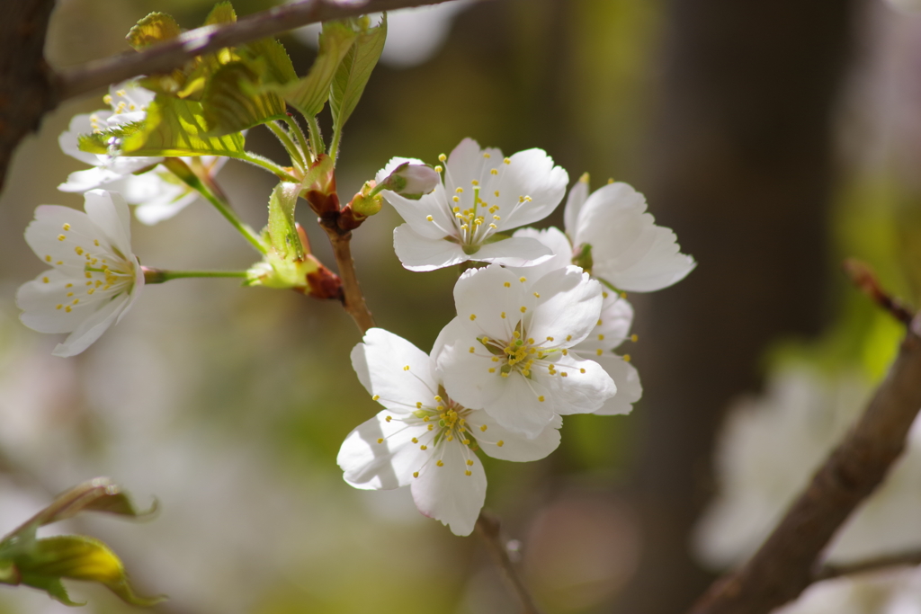 春を待つ心-山桜