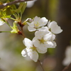 春を待つ心-山桜