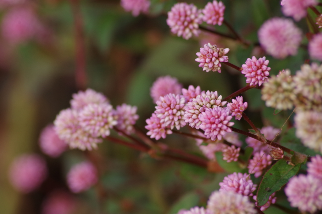 川越花散歩‐ヒメツルソバ