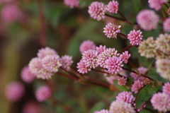 川越花散歩‐ヒメツルソバ