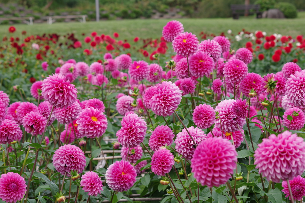 山形のダリア‐ミッチャン