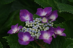 花散歩-赤紫の咢紫陽花