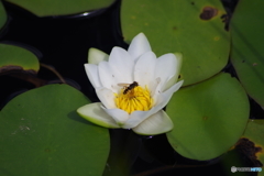 じゅん菜沼のヒツジグサ-2