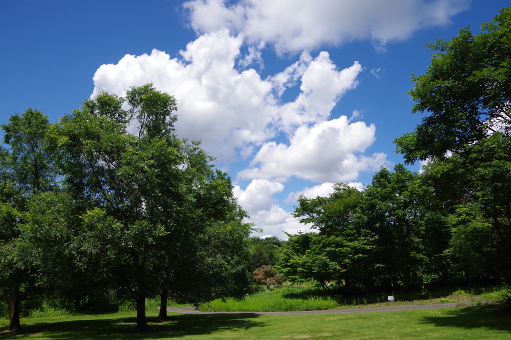青い空、白い雲、緑の風