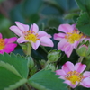 花散歩-苺の赤花