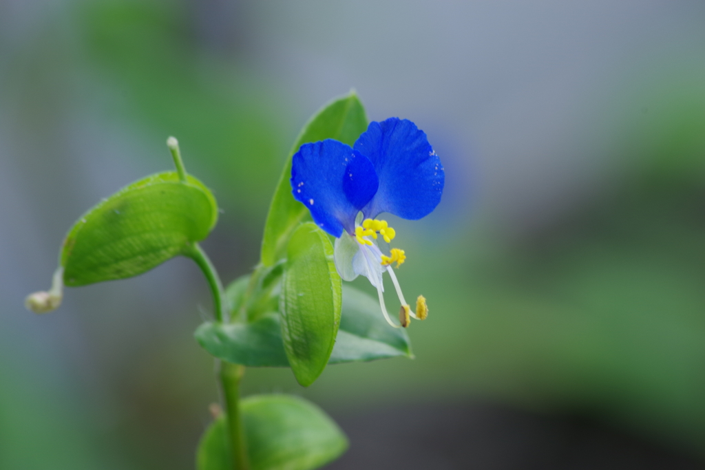 花散歩‐蛍草