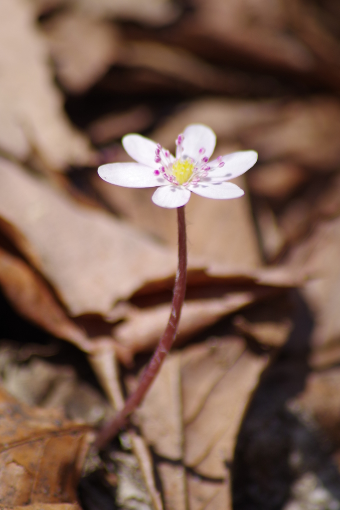 薄桃色の雪割草-4