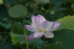 赤の縁取りの蓮と蜂巣