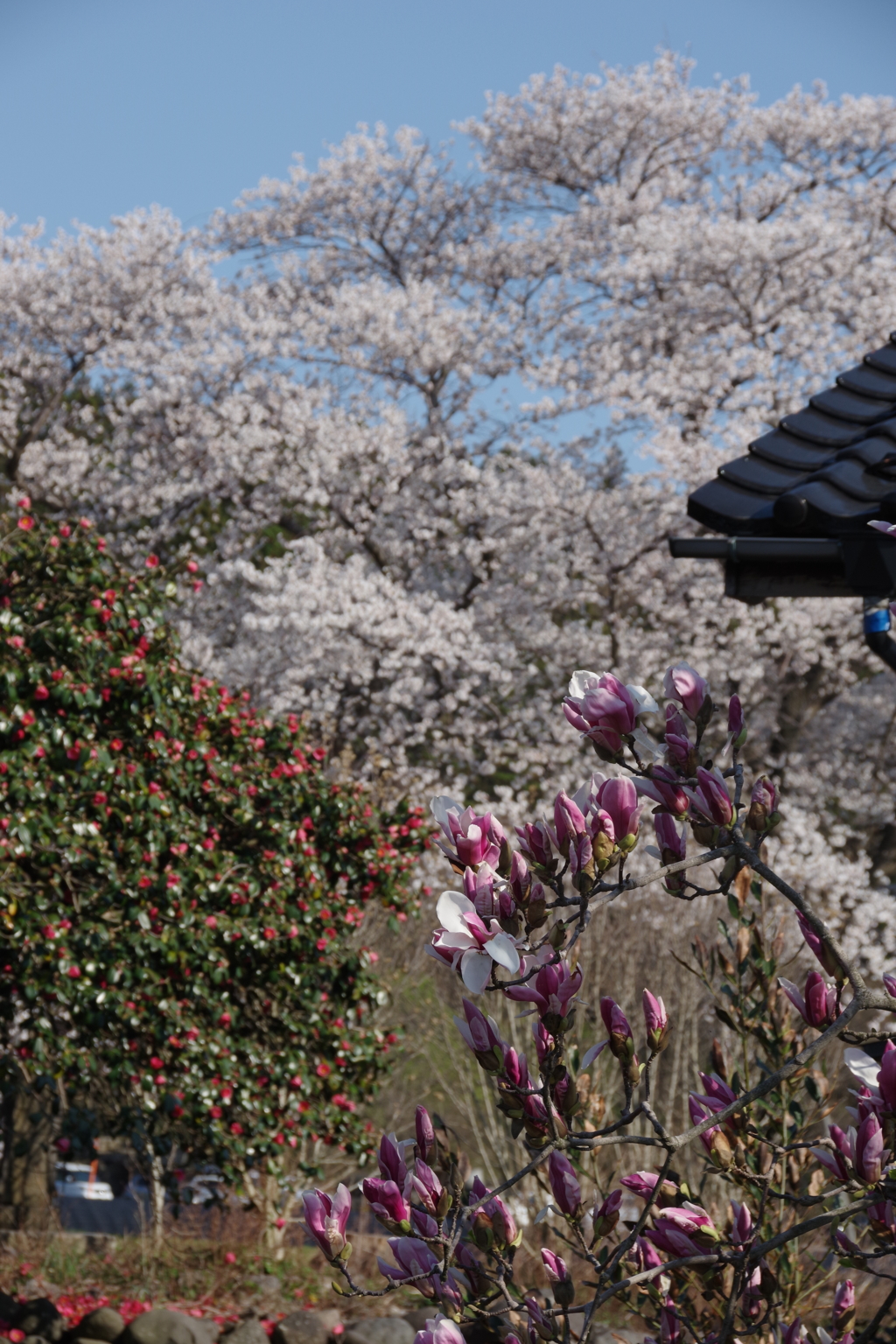 遊佐の花‐木蓮、藪椿、桜