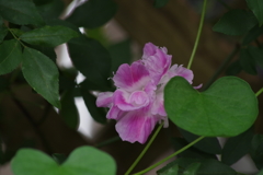 花散歩‐変り咲アサガオ