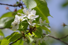 世界に一つだけの花2