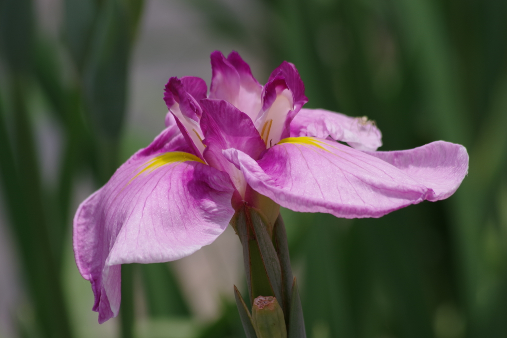 花菖蒲の季節-桃霞