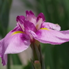 花菖蒲の季節-桃霞