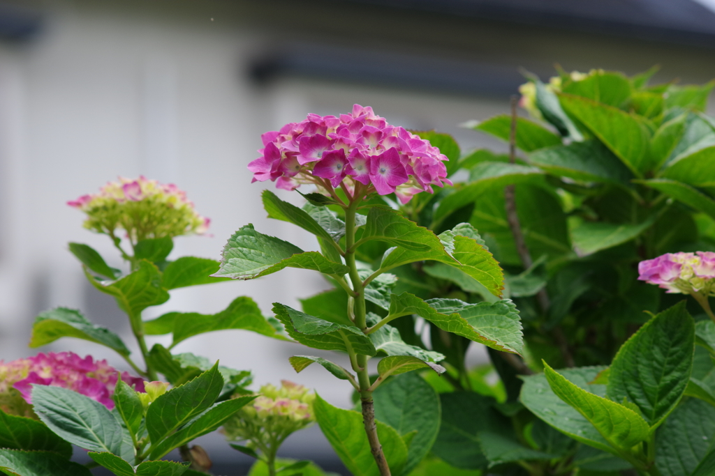 梅雨空に似合う花-紫陽花13