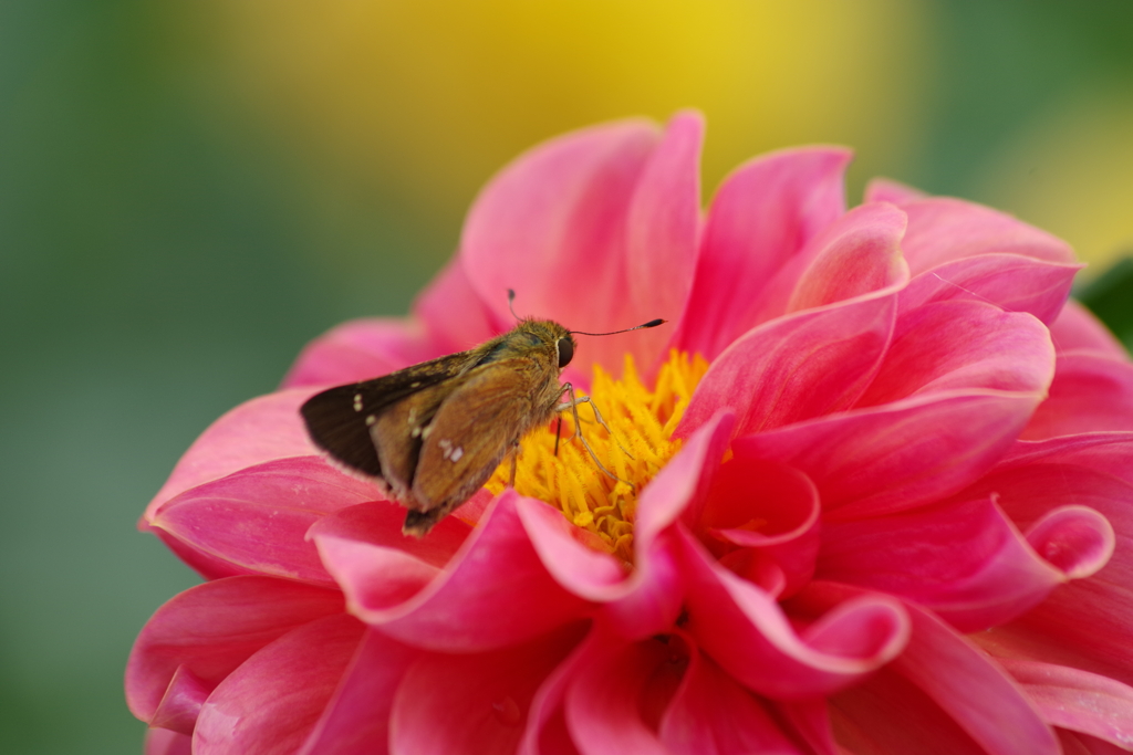 秋田のダリア18-357とイチモンジセセリ