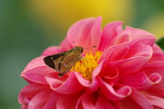 秋田のダリア18-357とイチモンジセセリ