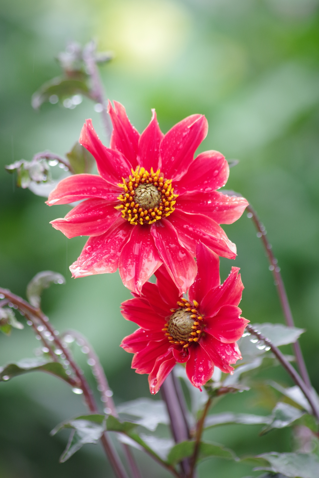 秋田のダリア-一重の1