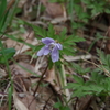 青花