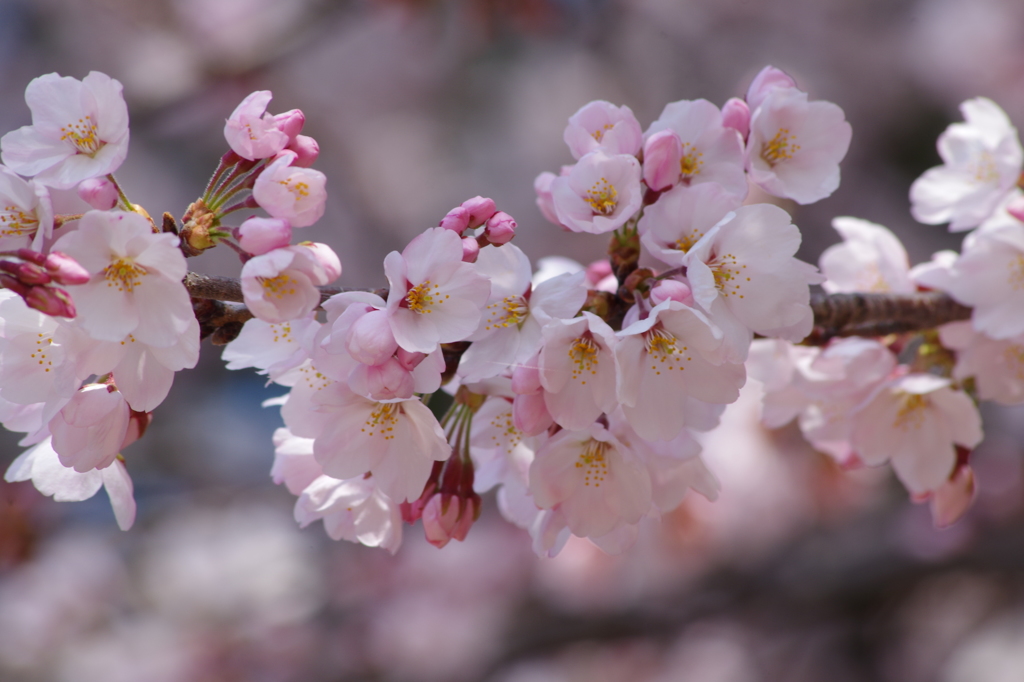 春の陽に桜色-1
